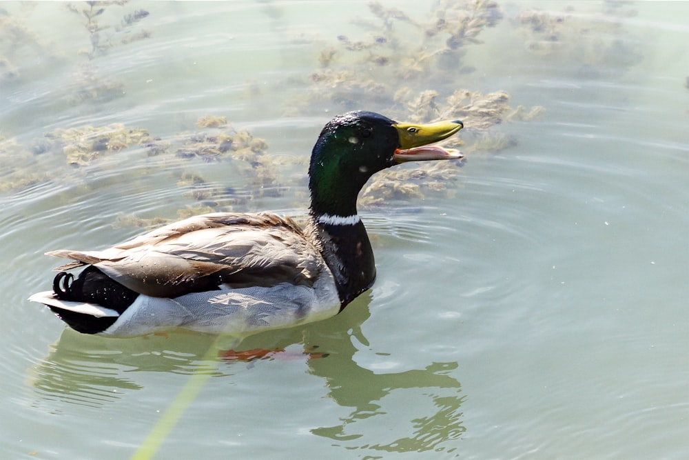 mallard duck on water during daytime