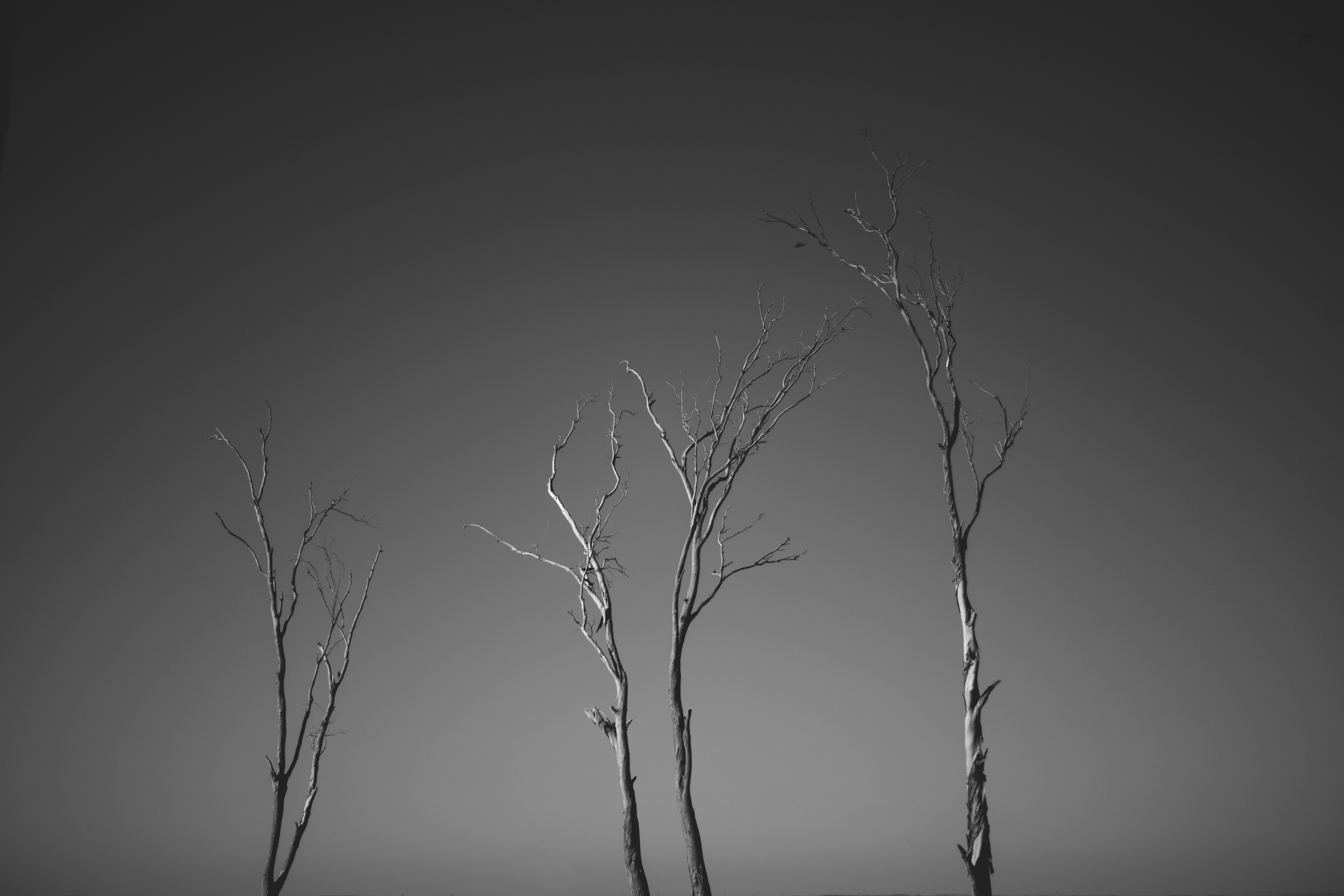leafless tree on gray field