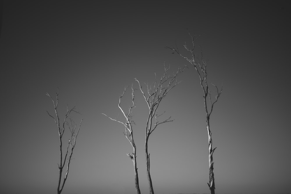 leafless tree on gray field