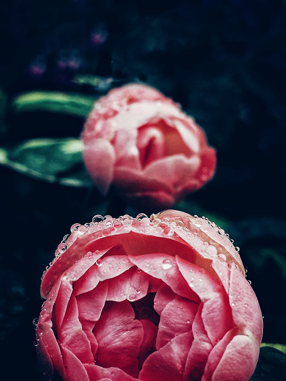 pink rose with water droplets