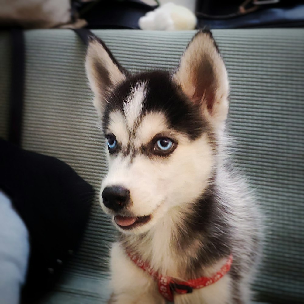 white and black siberian husky puppy