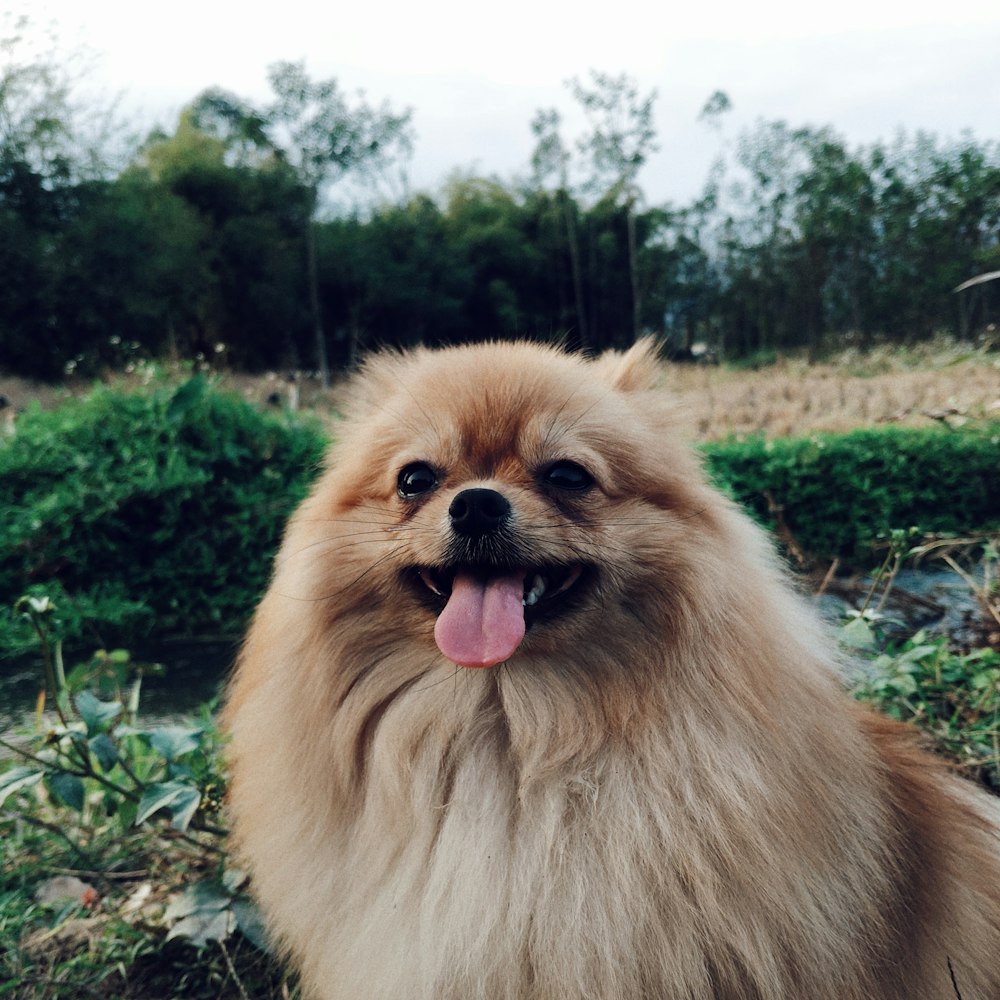 brown pomeranian on green grass field during daytime