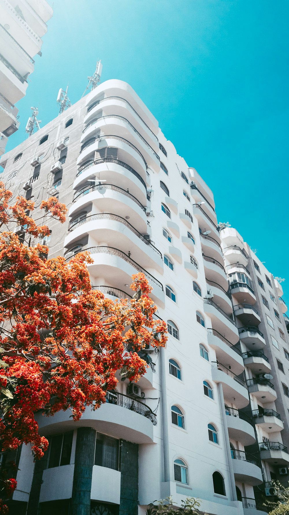 white concrete building with red and green plants