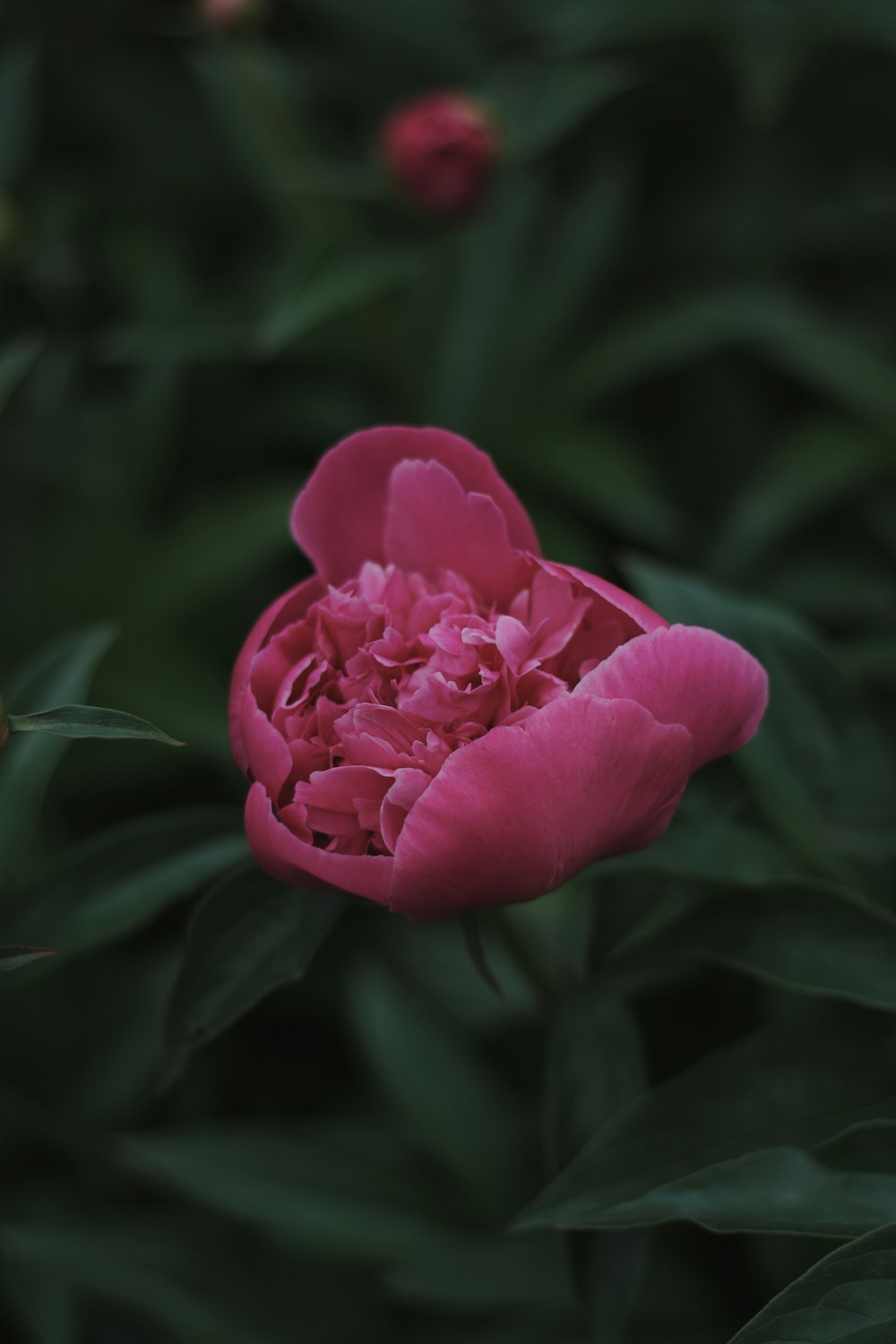 pink rose in bloom during daytime