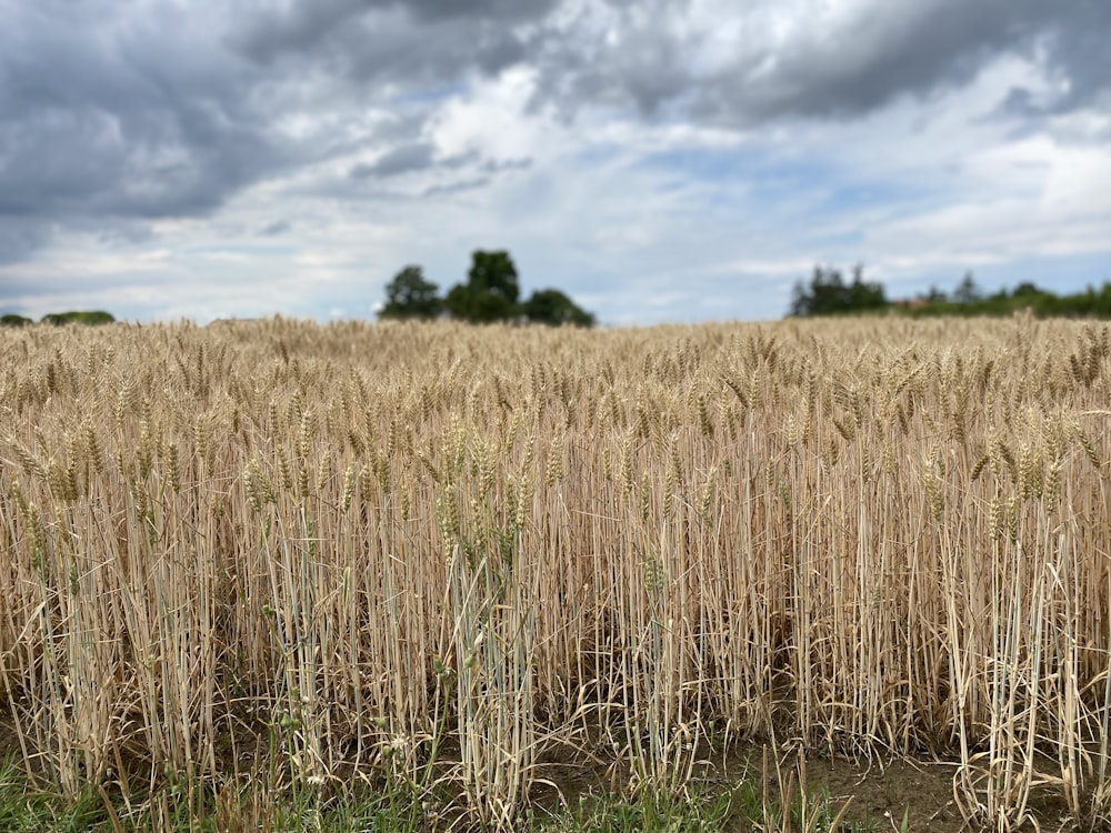 brown wheat field under cloudy sky during daytime