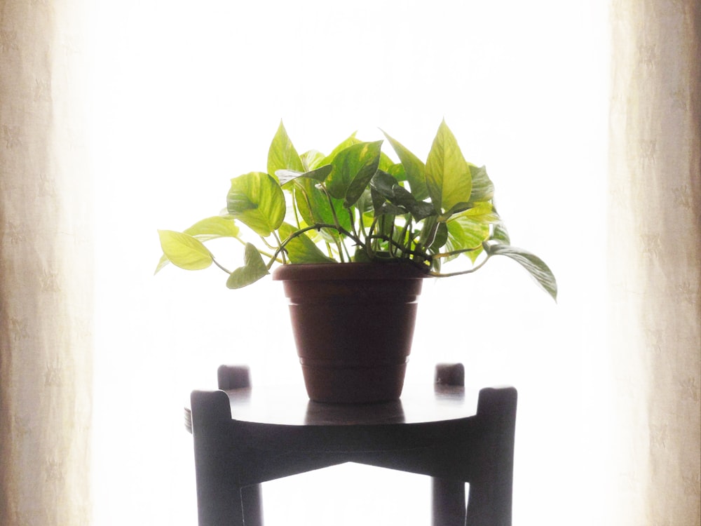 green potted plant on black wooden seat