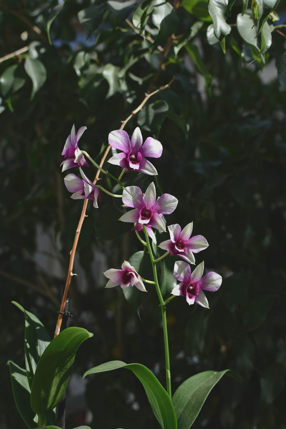 purple and white flower in tilt shift lens