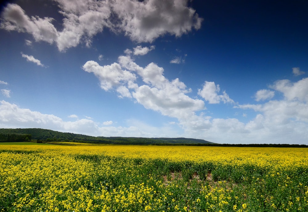 green grass field under blue sky and white clouds during daytime