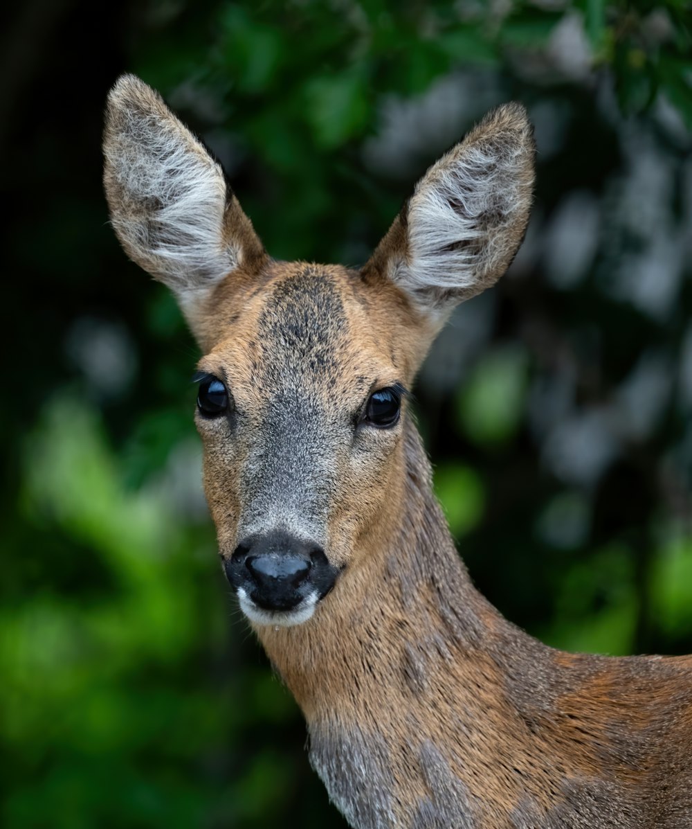 brown deer in tilt shift lens