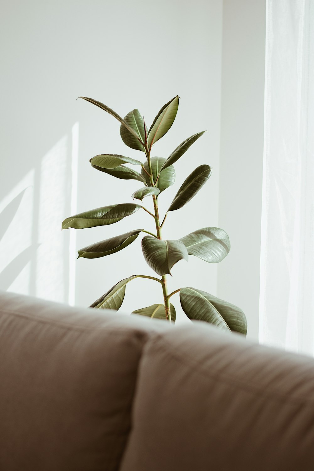 green plant beside white wall