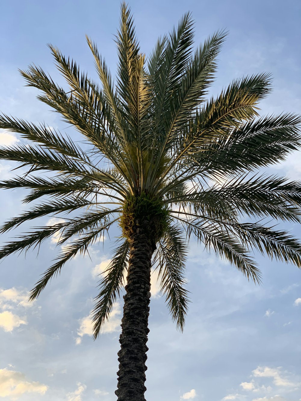 green palm tree under blue sky during daytime