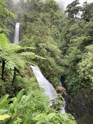 Lush green rainforest surrounds two cascading waterfalls, with rich foliage and tall trees creating a dense, vibrant environment. The waterfalls flow over rocky cliffs, adding dynamic movement and contrast to the greenery.