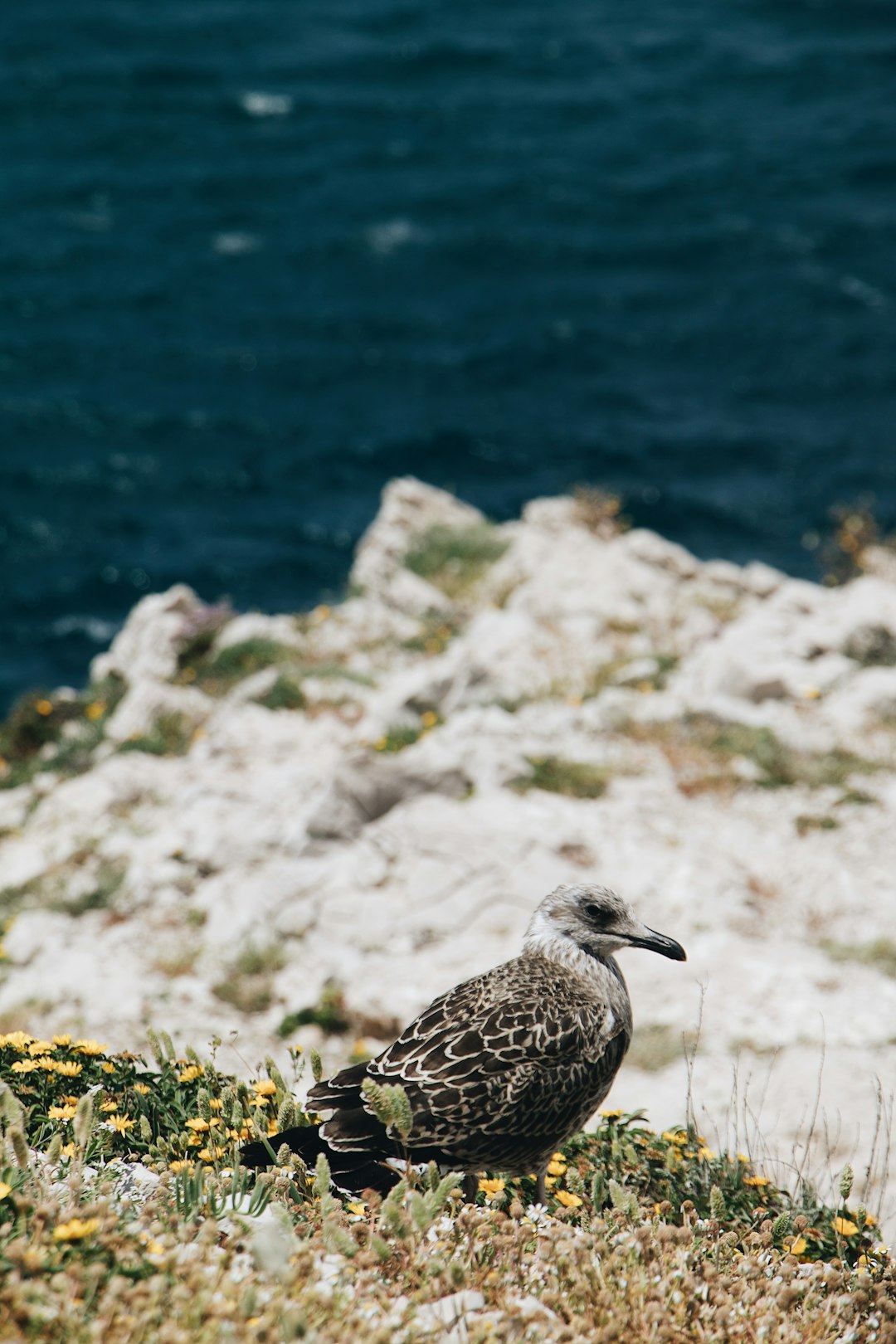 black billed gull perched on rock