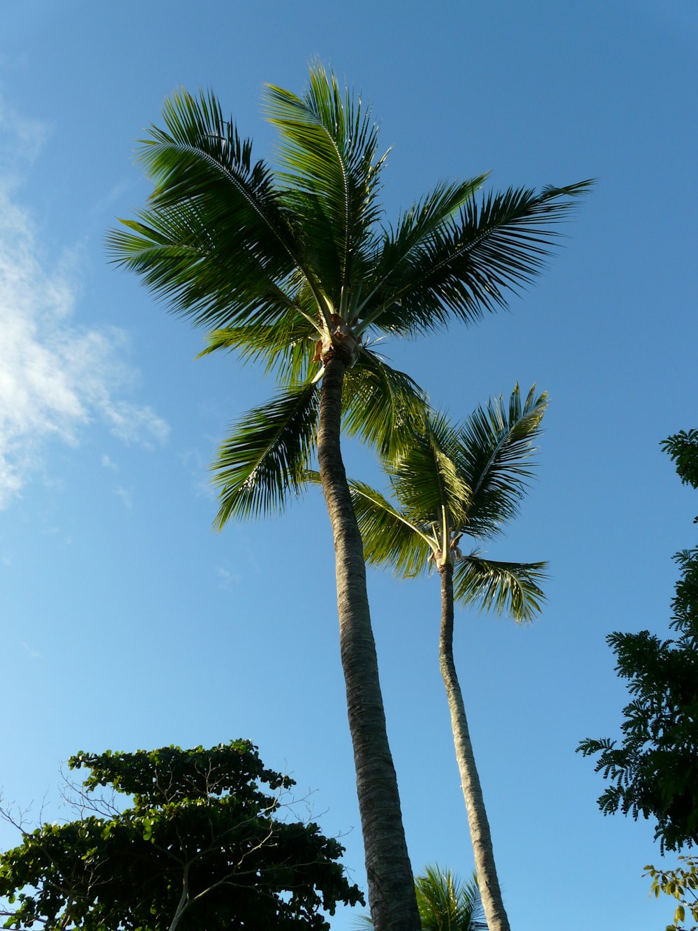 green palm tree under blue sky during daytime