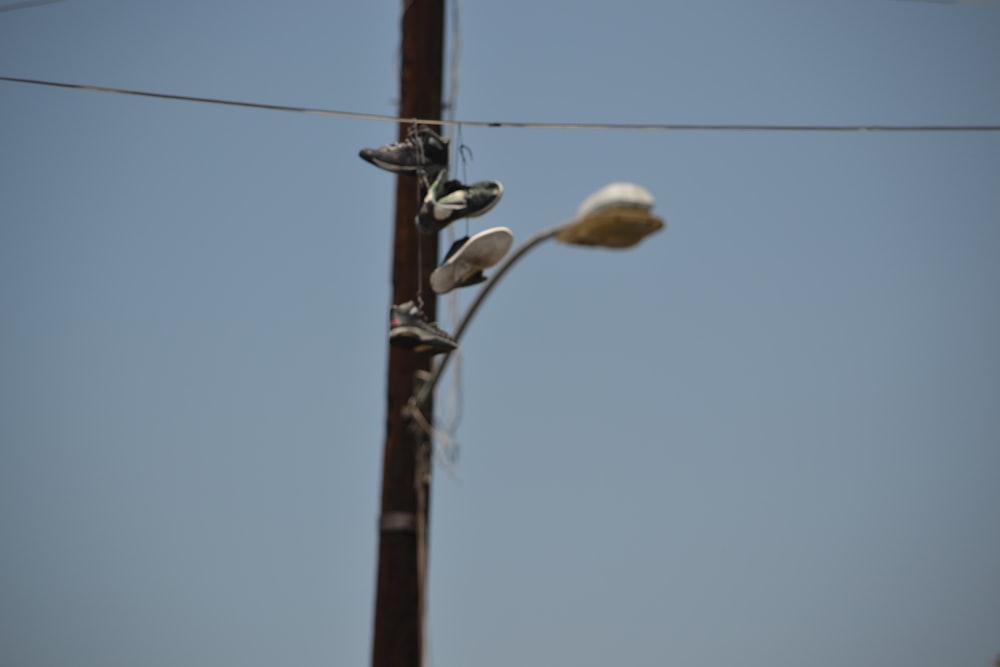 brown wooden electric post with yellow round fruit