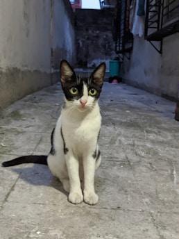 A black and white cat with striking green eyes is sitting on a concrete surface in a narrow alleyway. The alley is flanked by walls on both sides, with some hanging clothes and a bucket visible in the background.