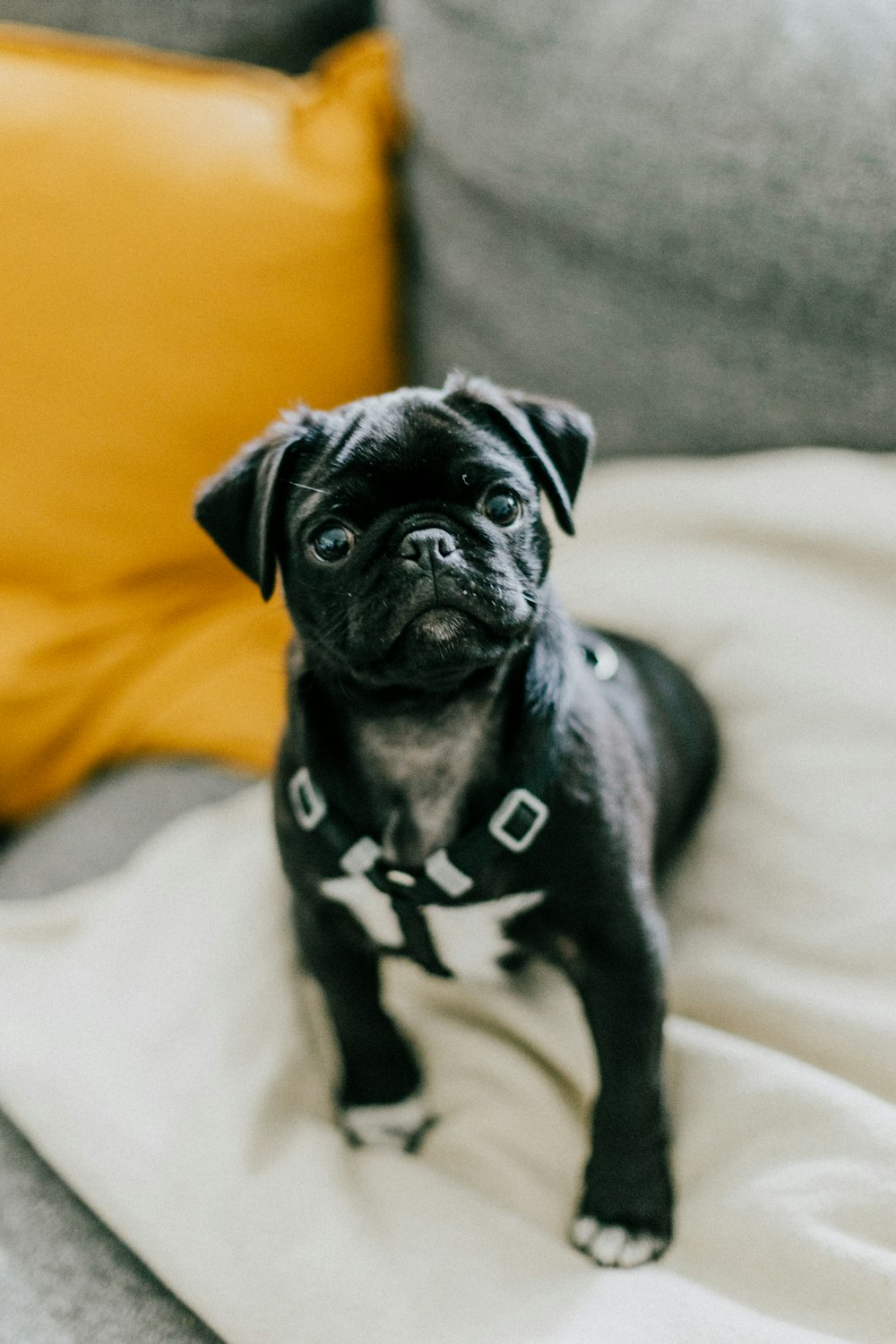 black pug on white textile