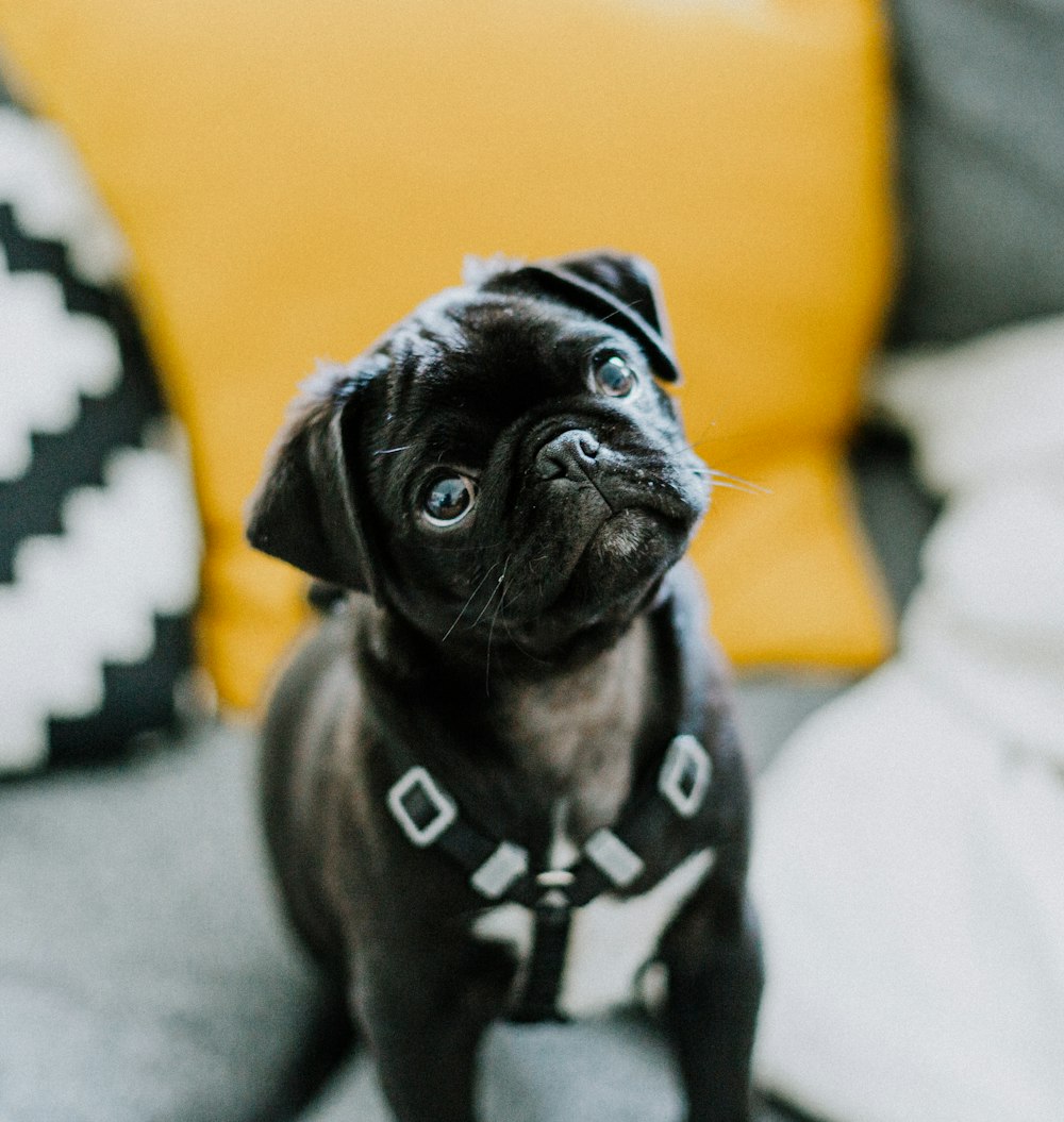 black pug on gray textile