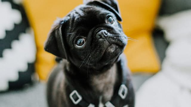 Pug