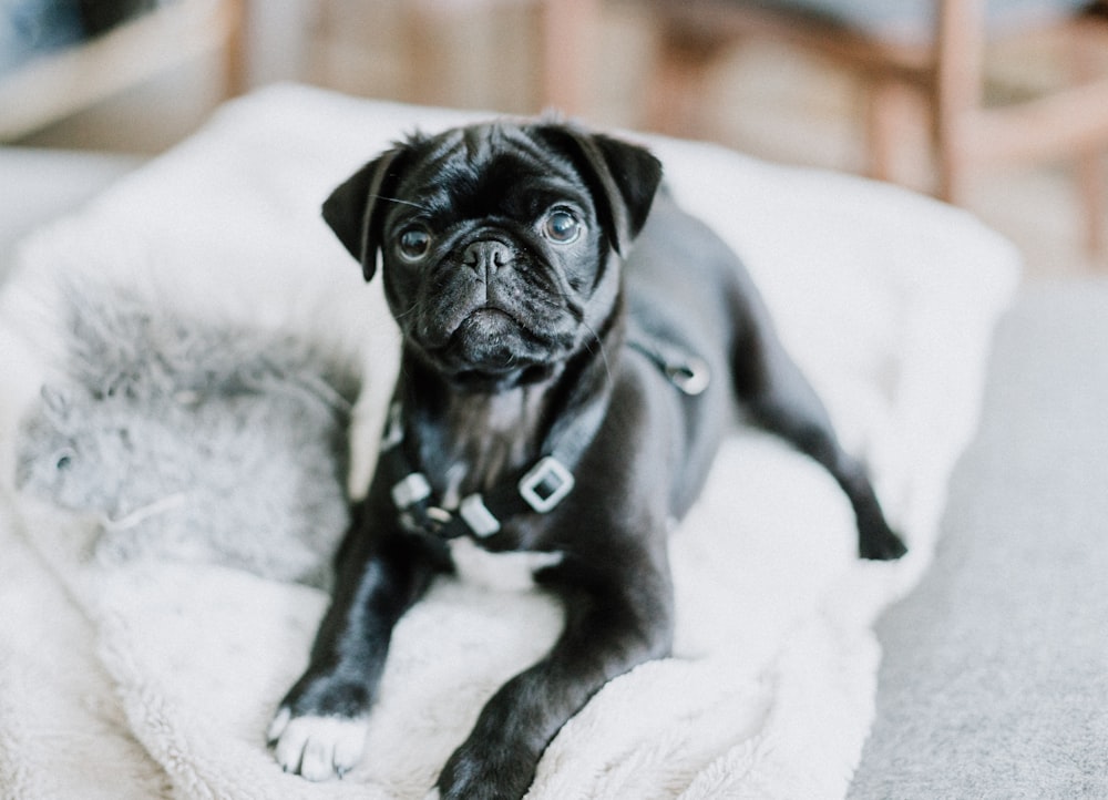 Cachorro de pug negro sobre textil blanco