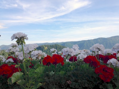 Scenic view of Nepal Van Java with vibrant flowers and mountains.