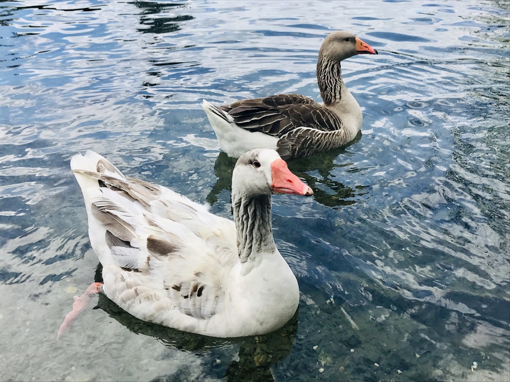 white duck on water during daytime