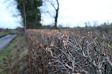 Close-up of a hedge being expertly trimmed.