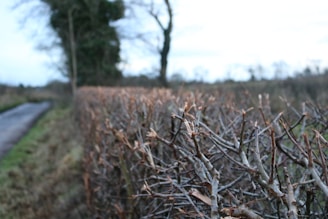 A close-up of freshly trimmed hedges lining a garden path.