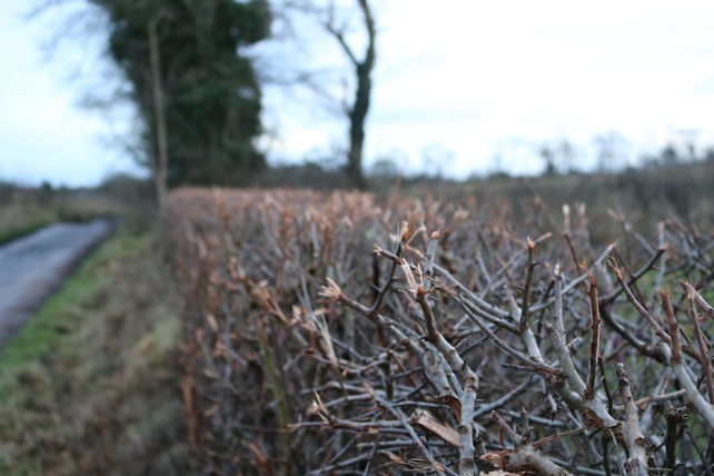 A close-up view of a neatly trimmed hedge with bare branches, extending alongside a narrow, rural path. The background features tall, leafless trees and a cloudy sky, creating a sense of depth and perspective.
