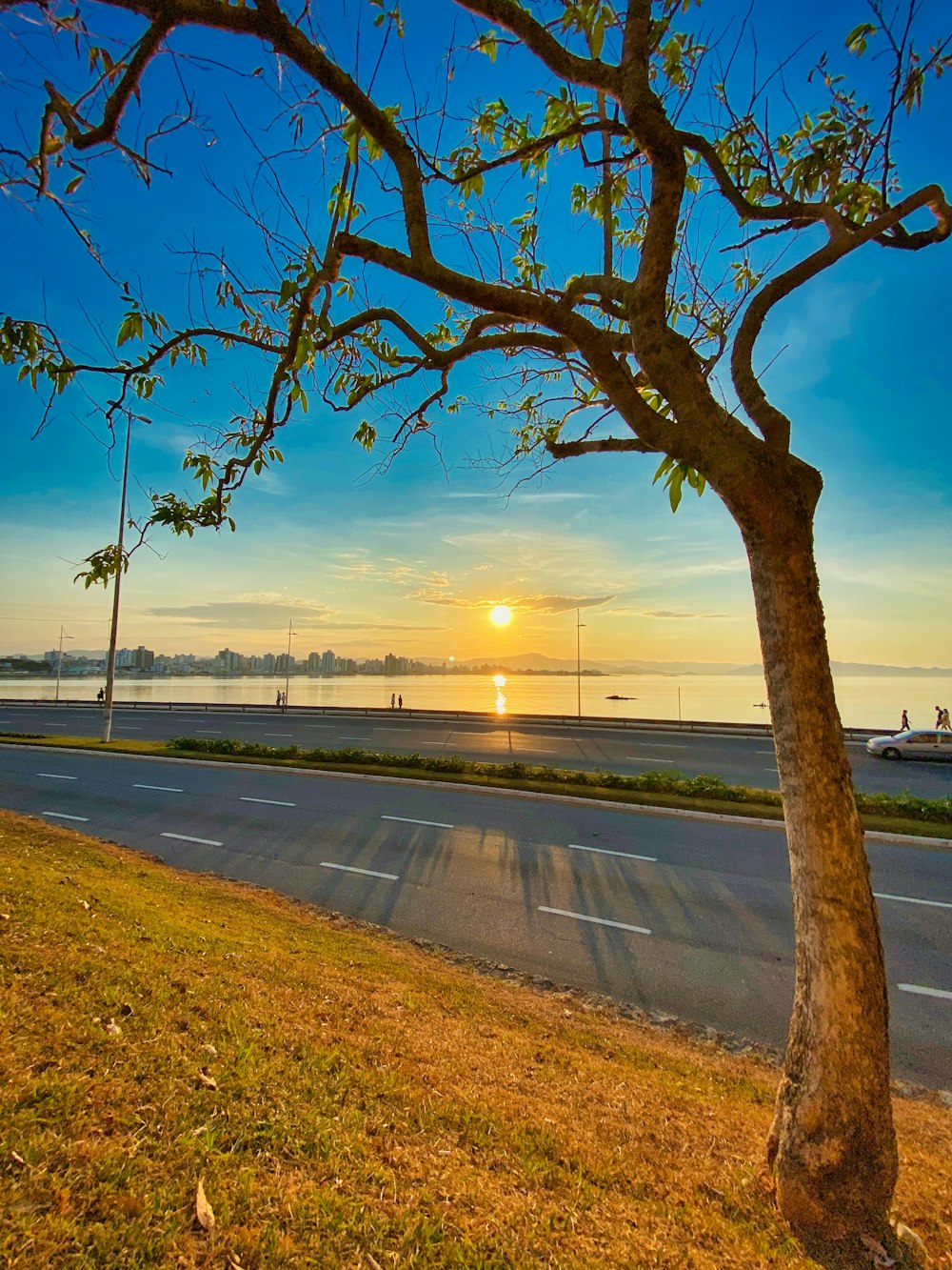 leafless tree near body of water during sunset