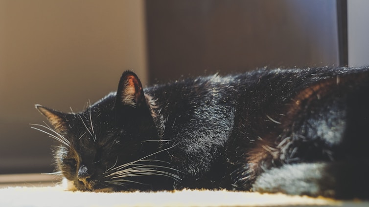 A gentle black cat resting peacefully in a sunlit cozy corner at the ranch.