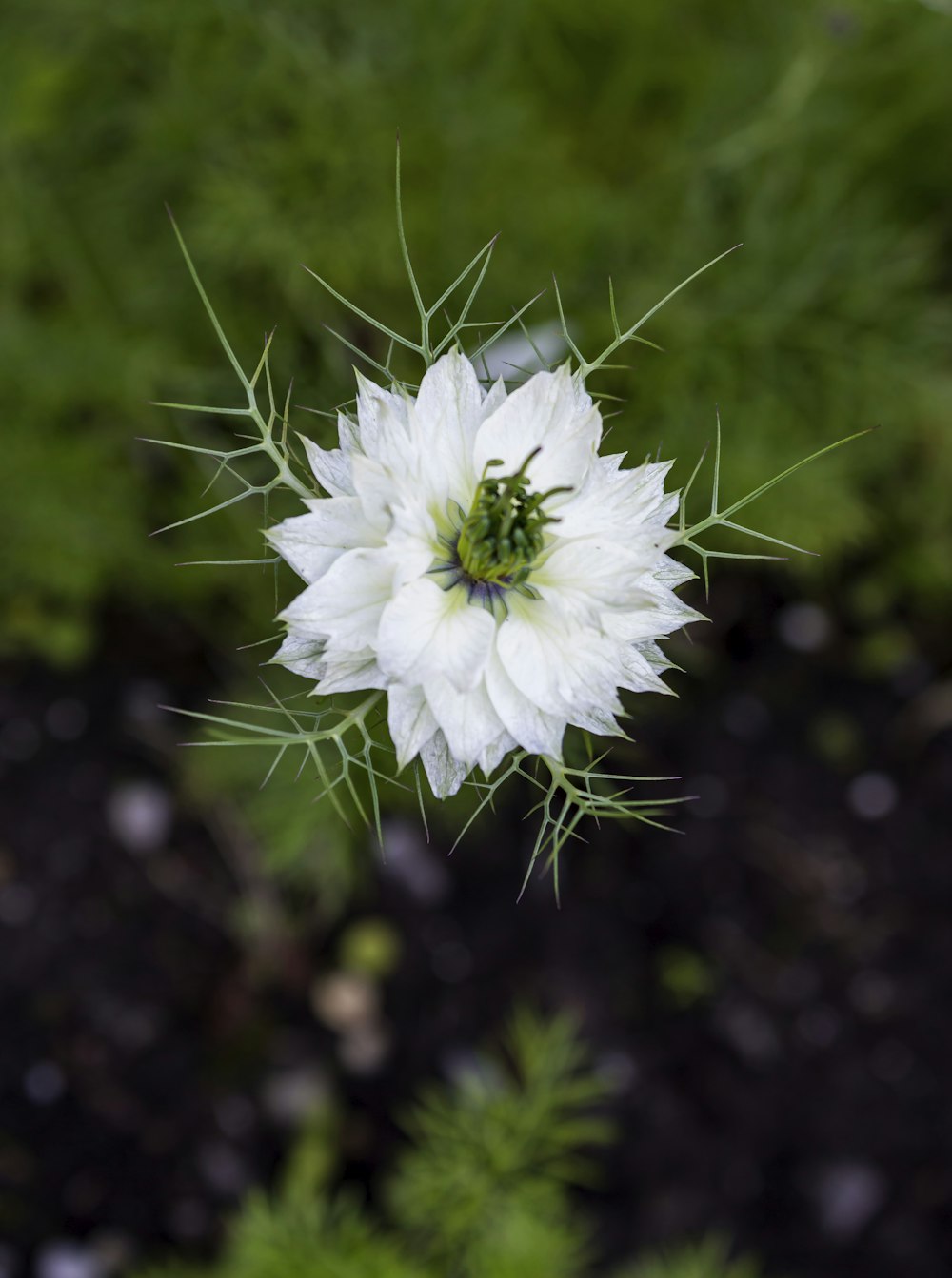 white flower in tilt shift lens