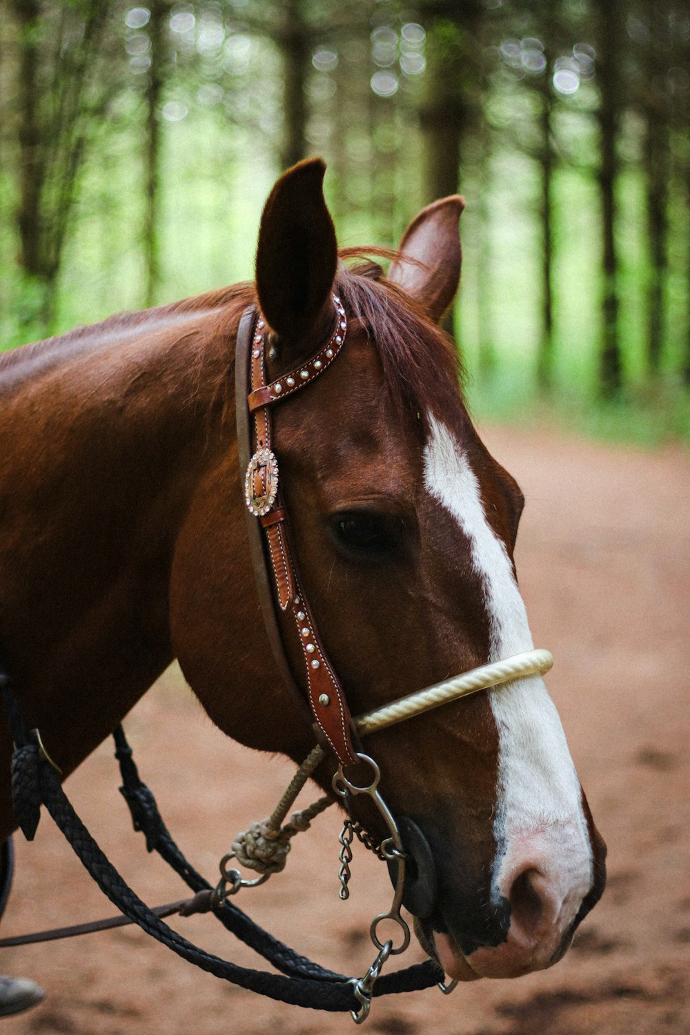 brown and white horse with brown leather strap