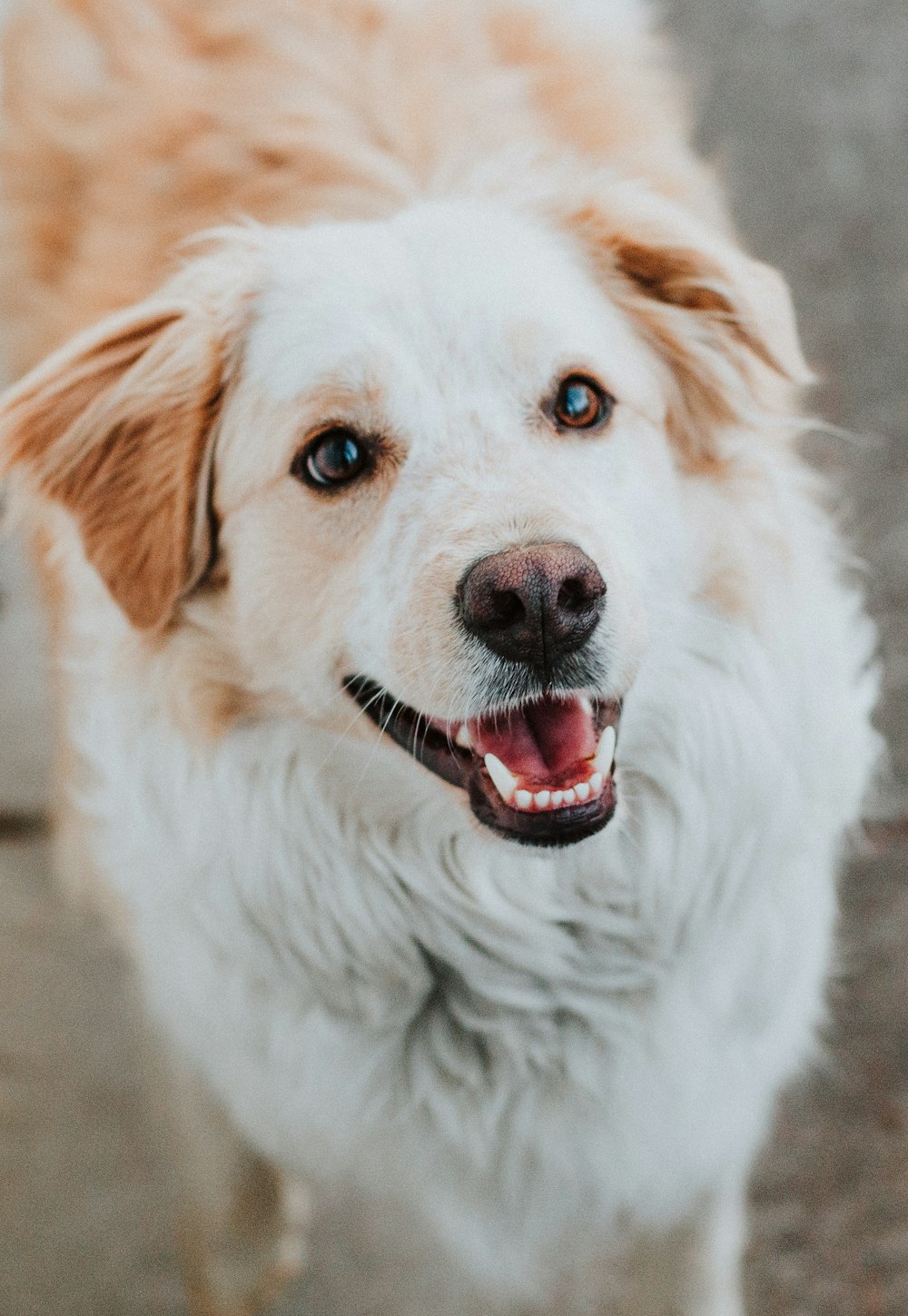 white and brown long coated dog