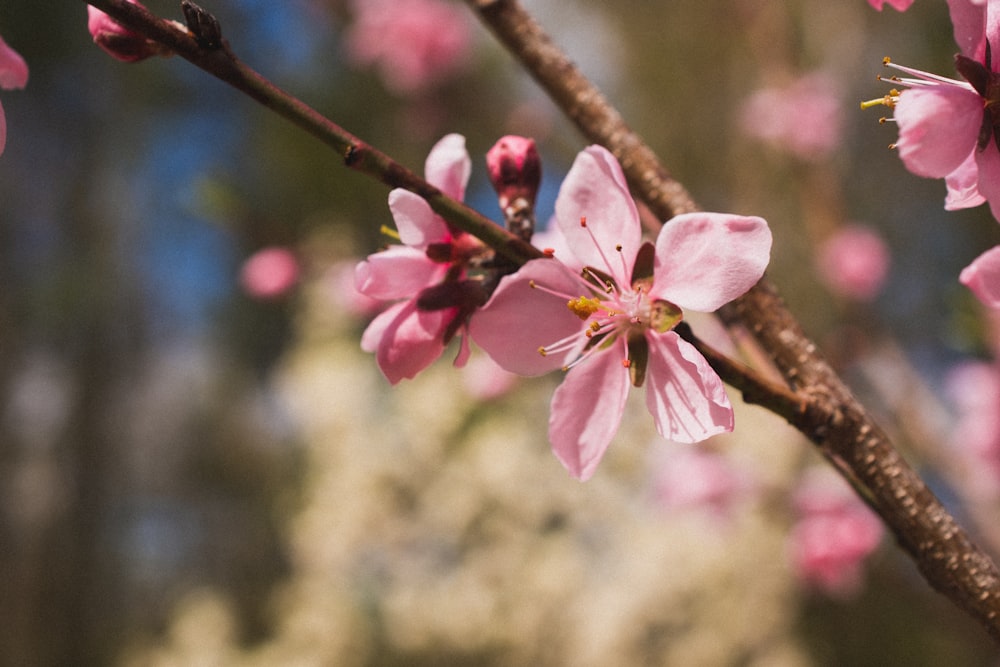 pink and white flower in tilt shift lens