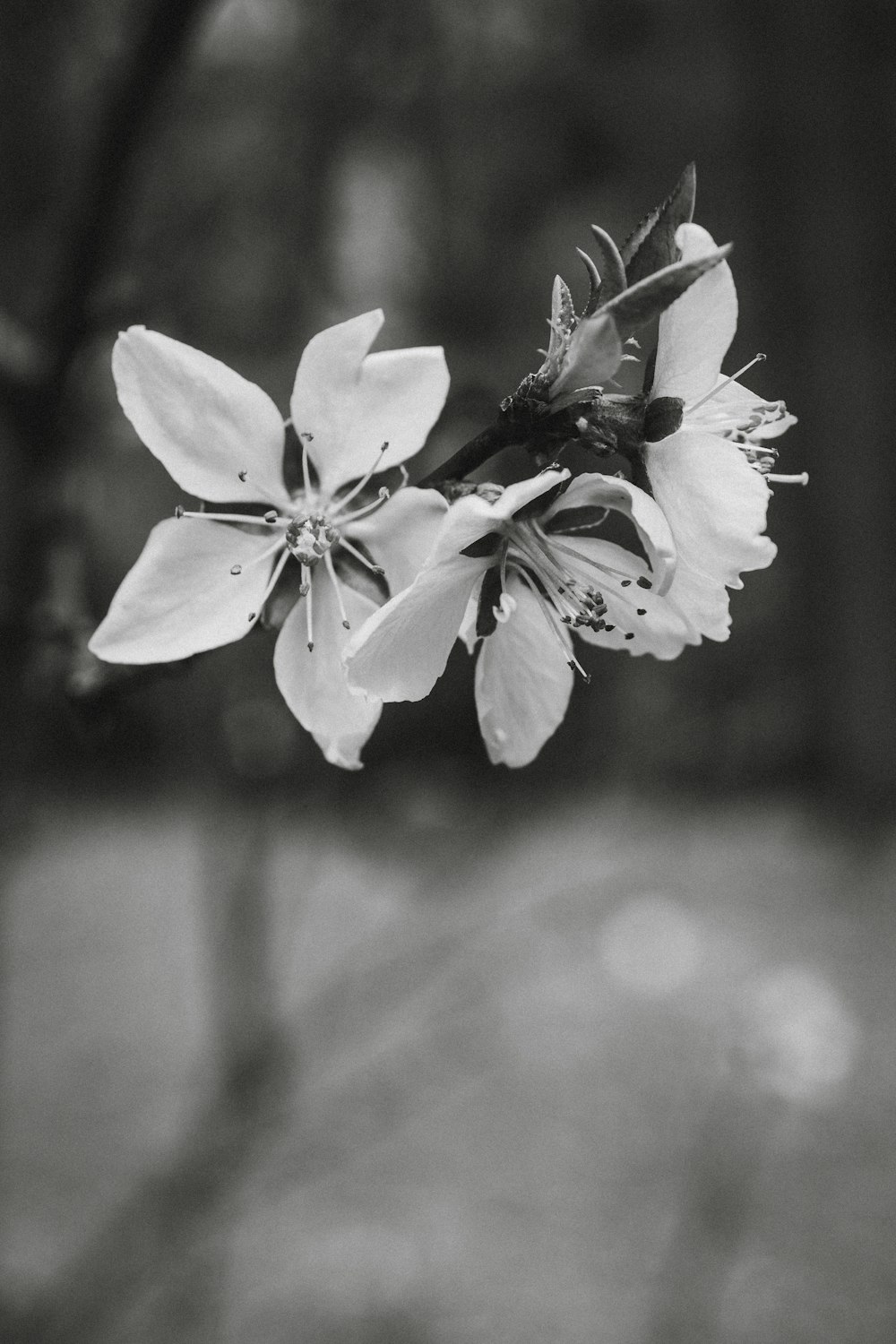 white flower in tilt shift lens