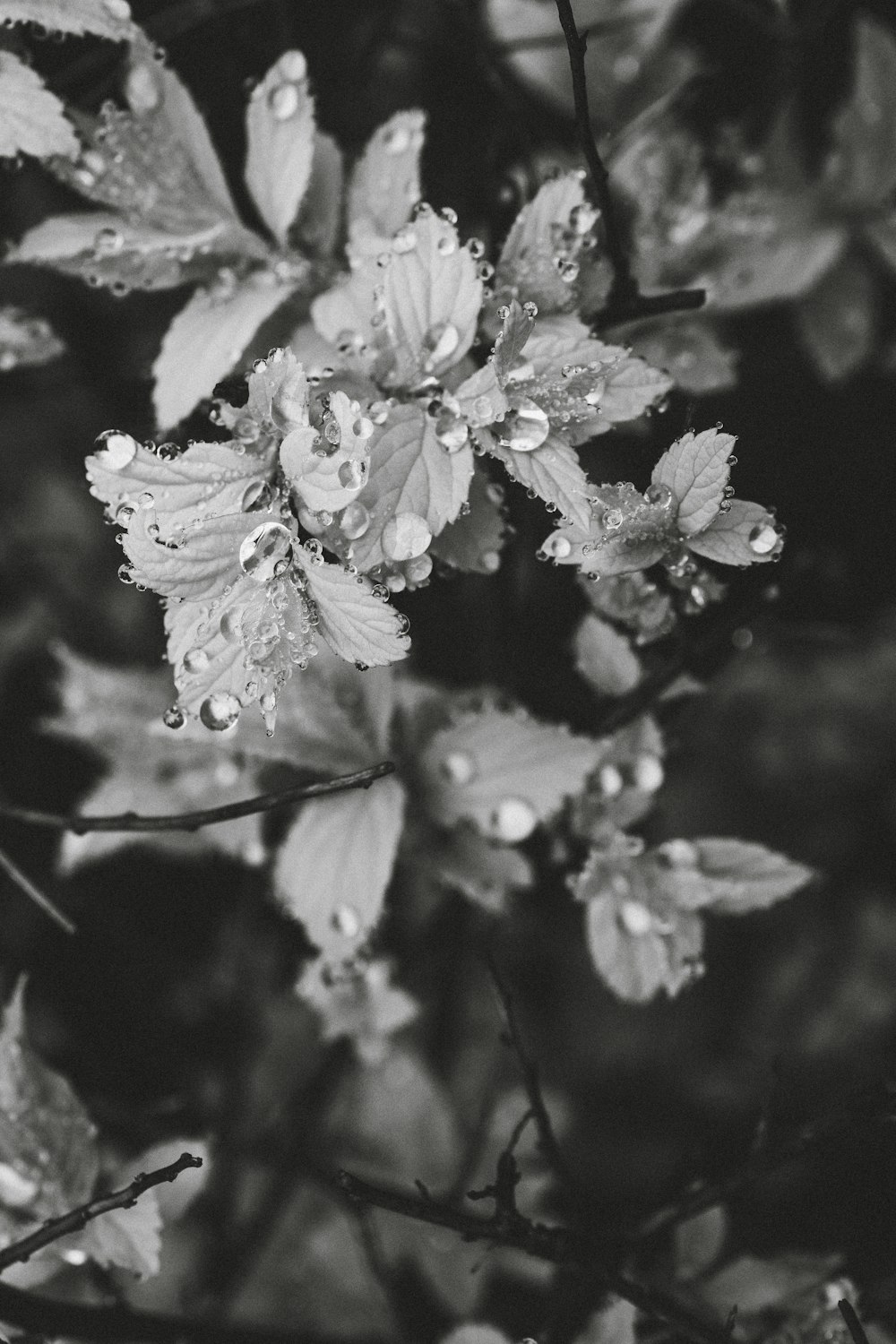 grayscale photo of white flowers