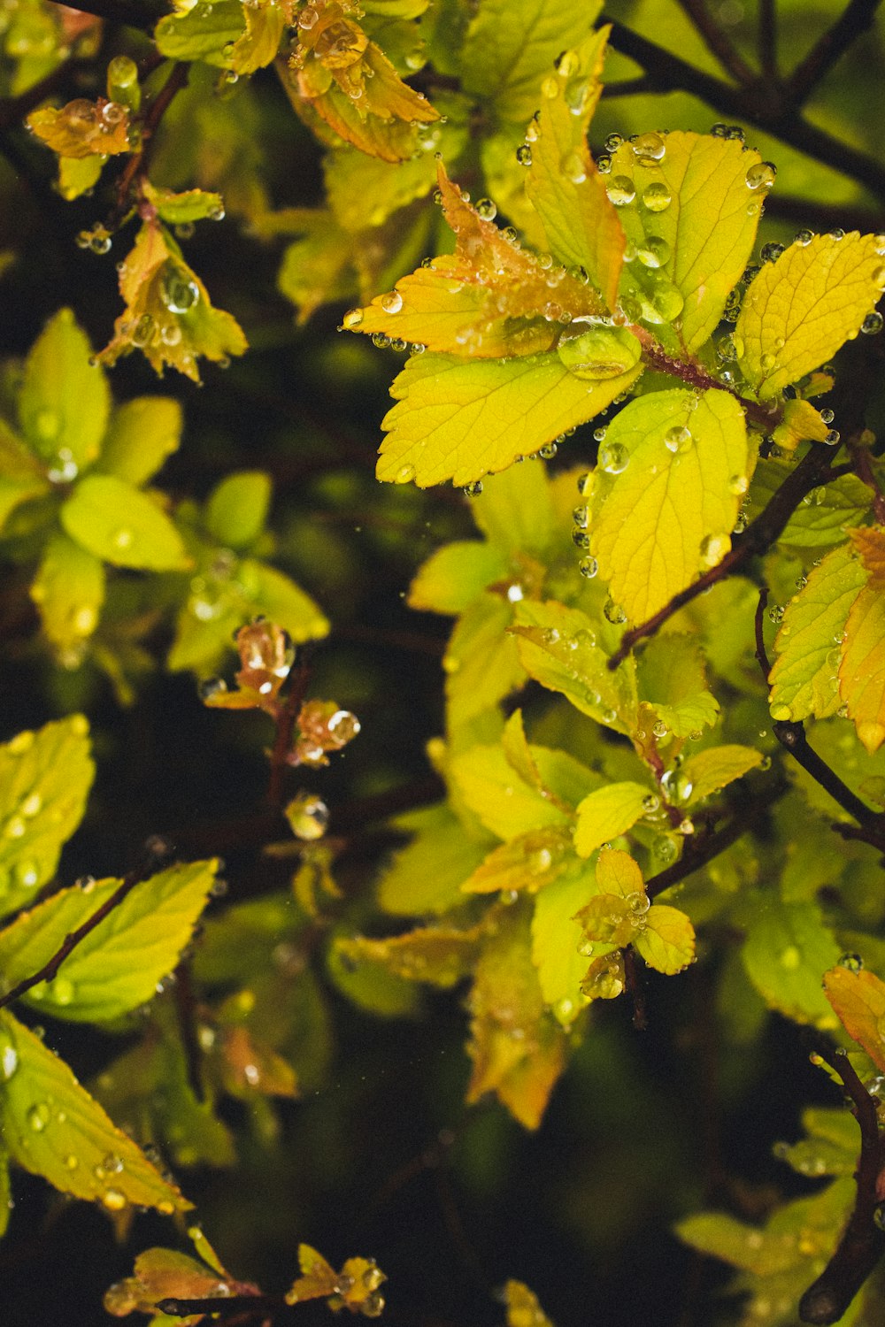 green leaves in macro shot