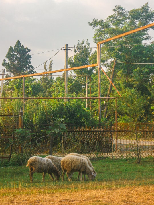 herd of sheep on green grass field during daytime in Abasha Georgia