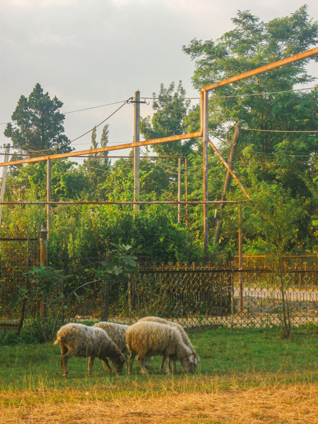 travelers stories about Wildlife in Abasha, Georgia