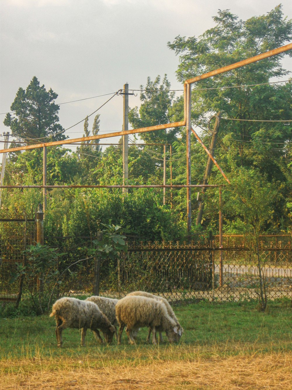 herd of sheep on green grass field during daytime