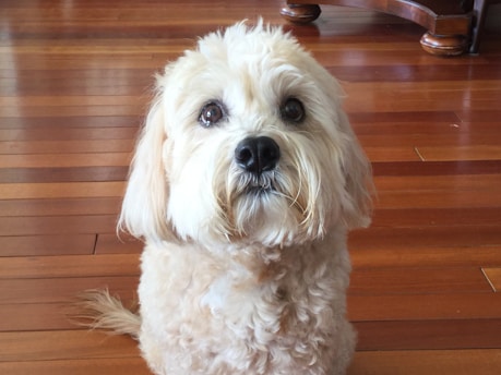 A fluffy, cream-colored dog sits on a polished wooden floor, looking directly at the camera with an attentive expression. The dog's fur is curly and well-groomed.