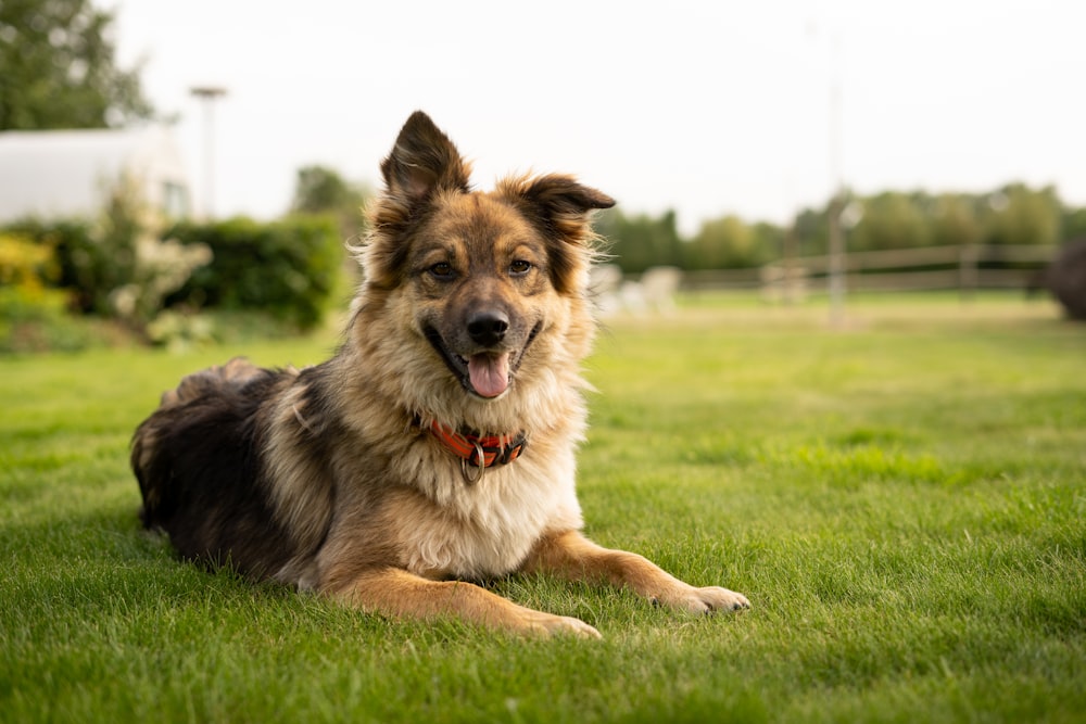 black and tan german shepherd on green grass field during daytime