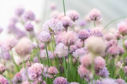 A lush field of chives with delicate, round, pinkish-purple blossoms blooming on slender green stems. The scene is softly focused, creating a dreamy, ethereal atmosphere with gentle light filtering through.