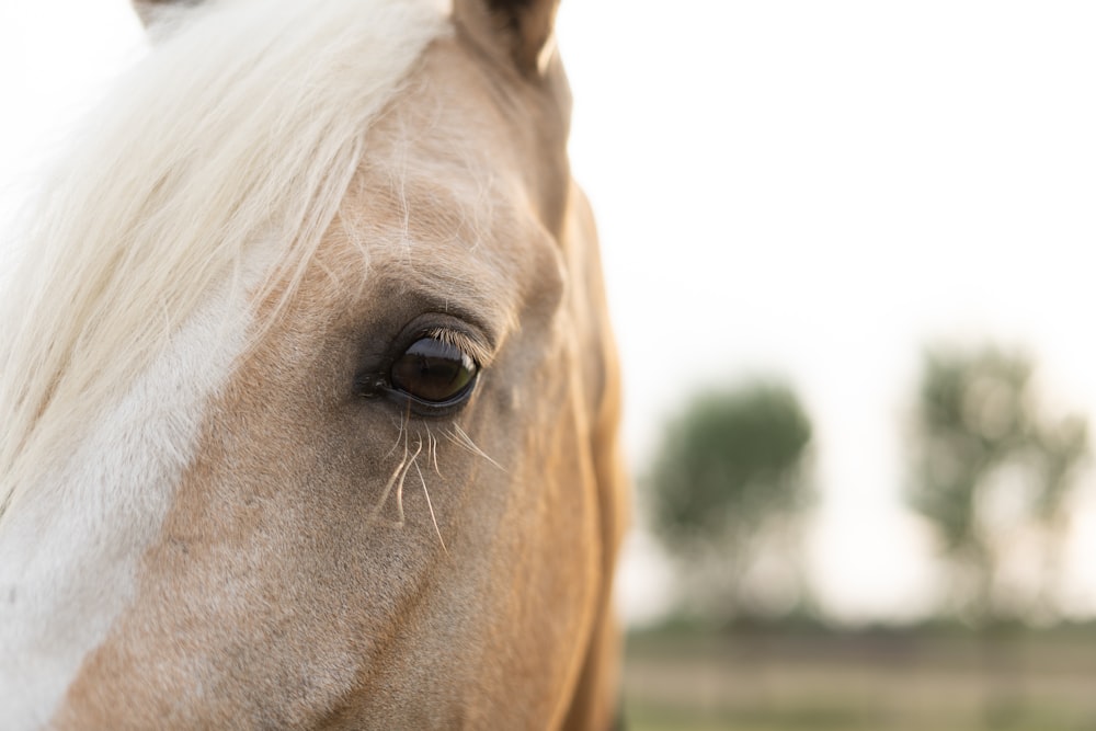 white horse in close up photography