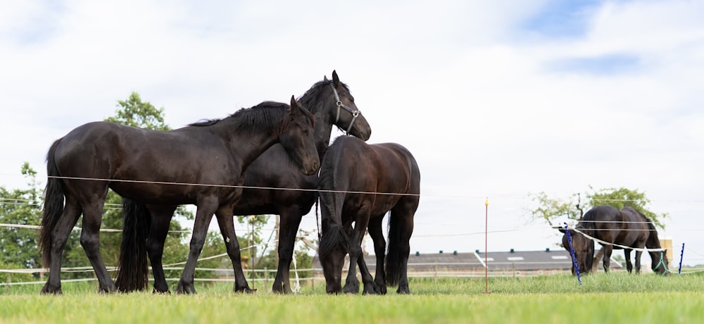 black horse on green grass field during daytime