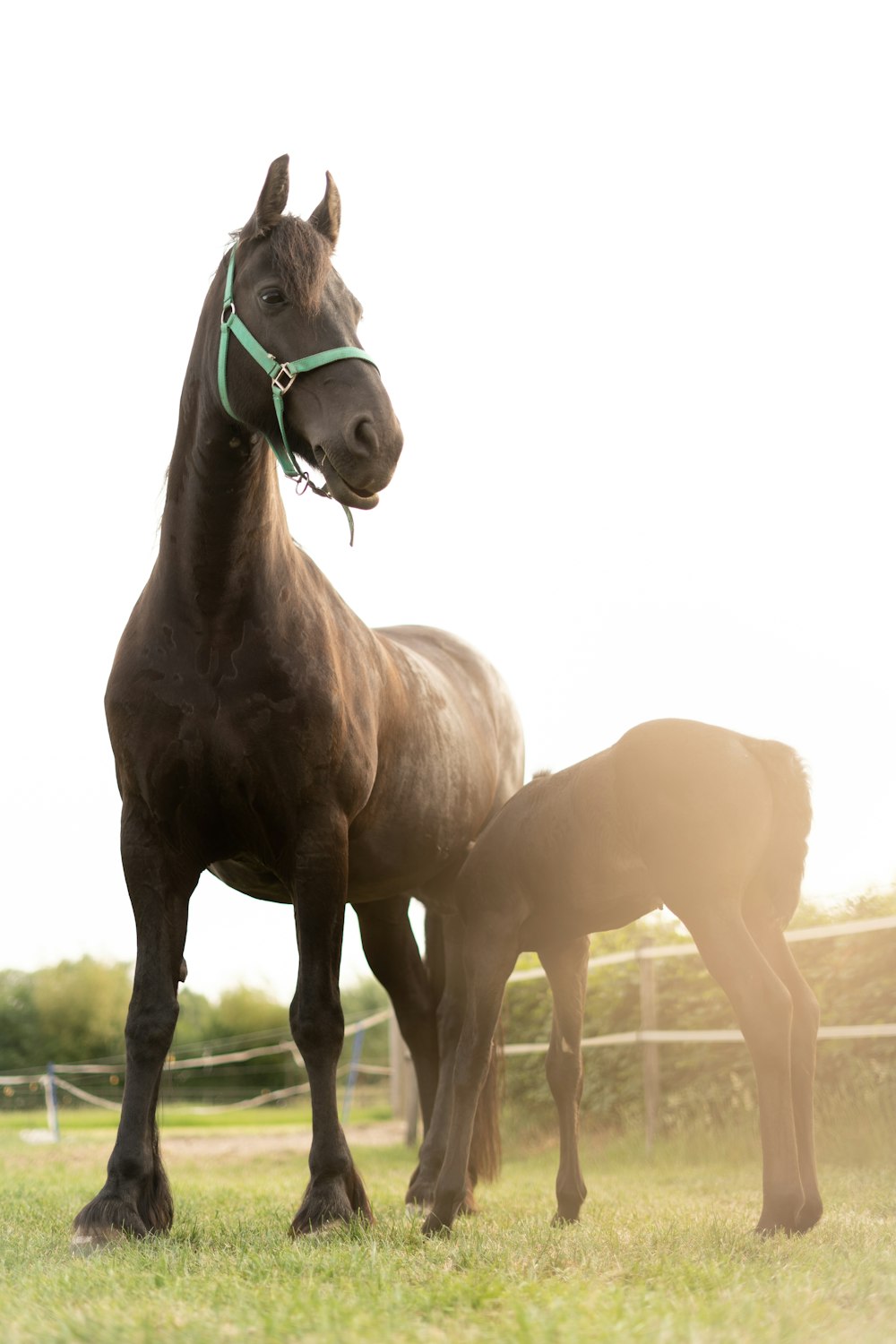 brown horse on green grass field during daytime