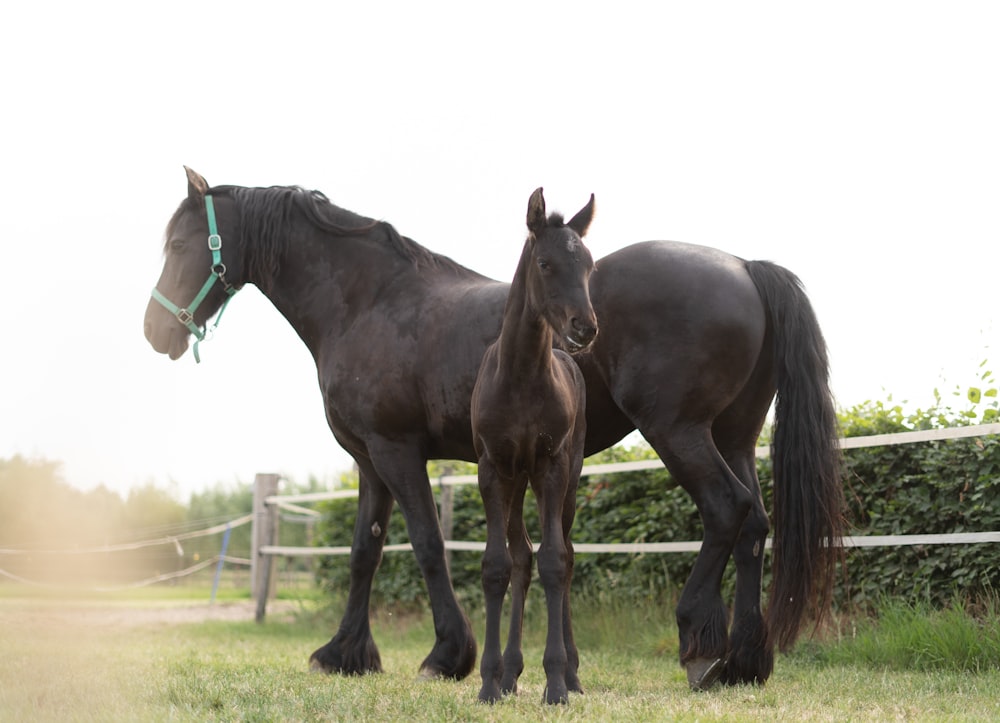 Schwarzes Pferd auf grünem Rasen tagsüber