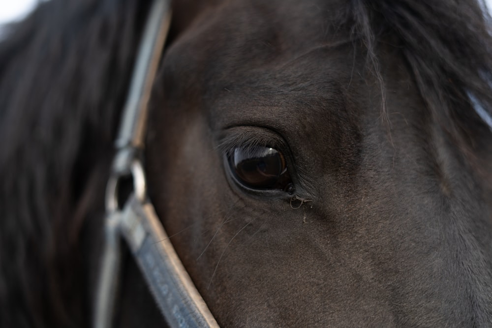 black horse with white eye