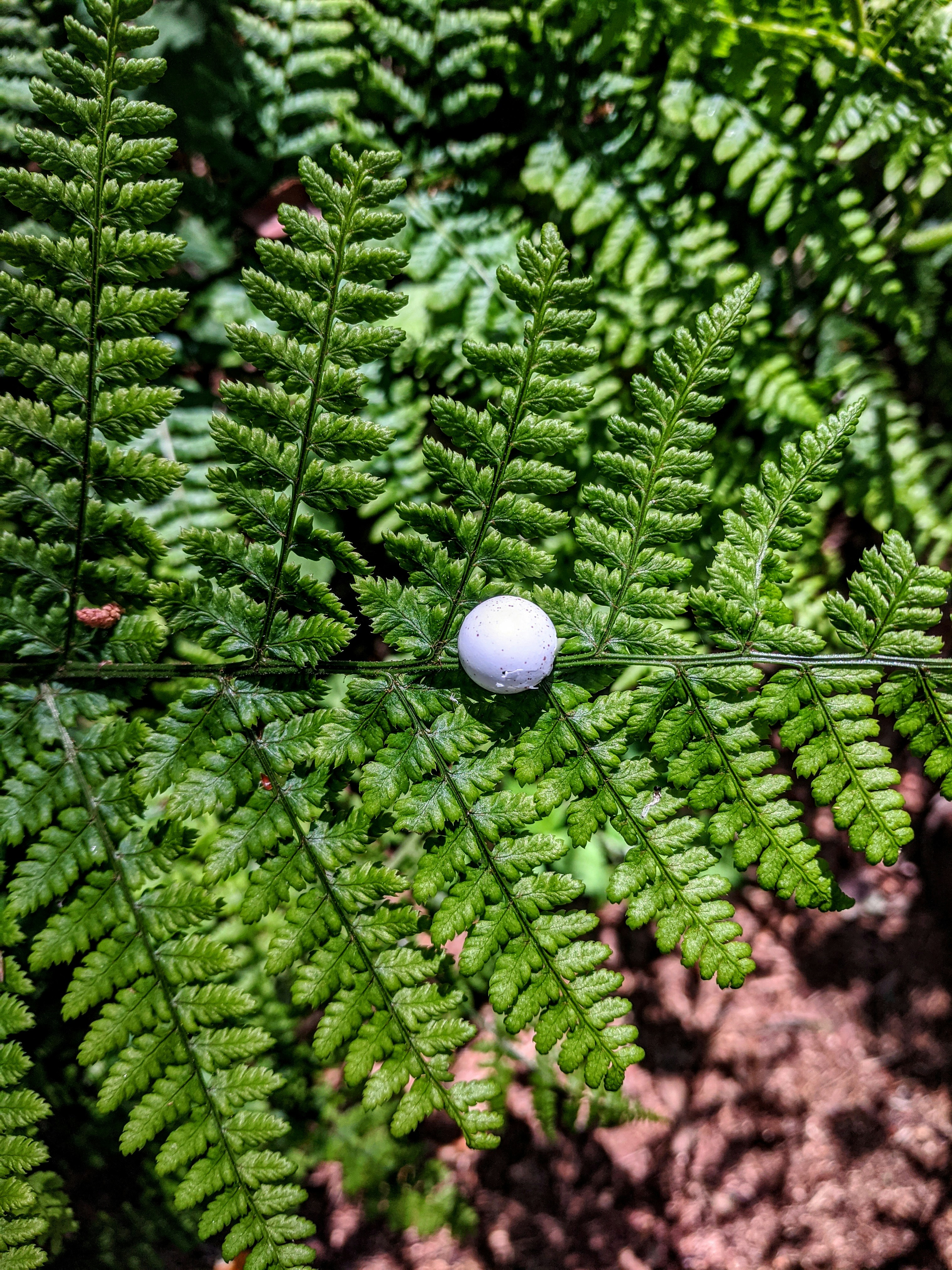 white round ball on green fern plant photo Free Plant